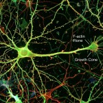 O segredo das conexões neuronais revelado em vídeo inédito