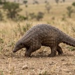 O segredo do pangolim: A criatura pré-histórica real