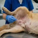 Piodermite canina: o segredo das bactérias que vivem no cão