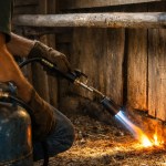 Piolho de galinha como usar o maçarico no combate e os cuidados que evitam acidentes