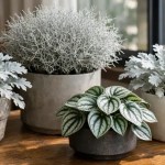 4 plantas de folhas prateadas que iluminam a decoração e quebram o domínio do verde tradicional