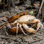 Raro vídeo da ecdise de caranguejo: O segredo revelado