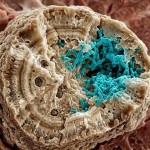 Bactérias em pedras