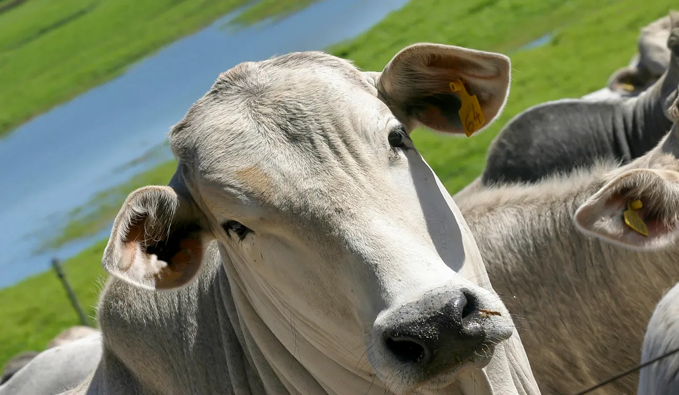 Preço do Boi Gordo: O movimento inesperado que mexe com o mercado