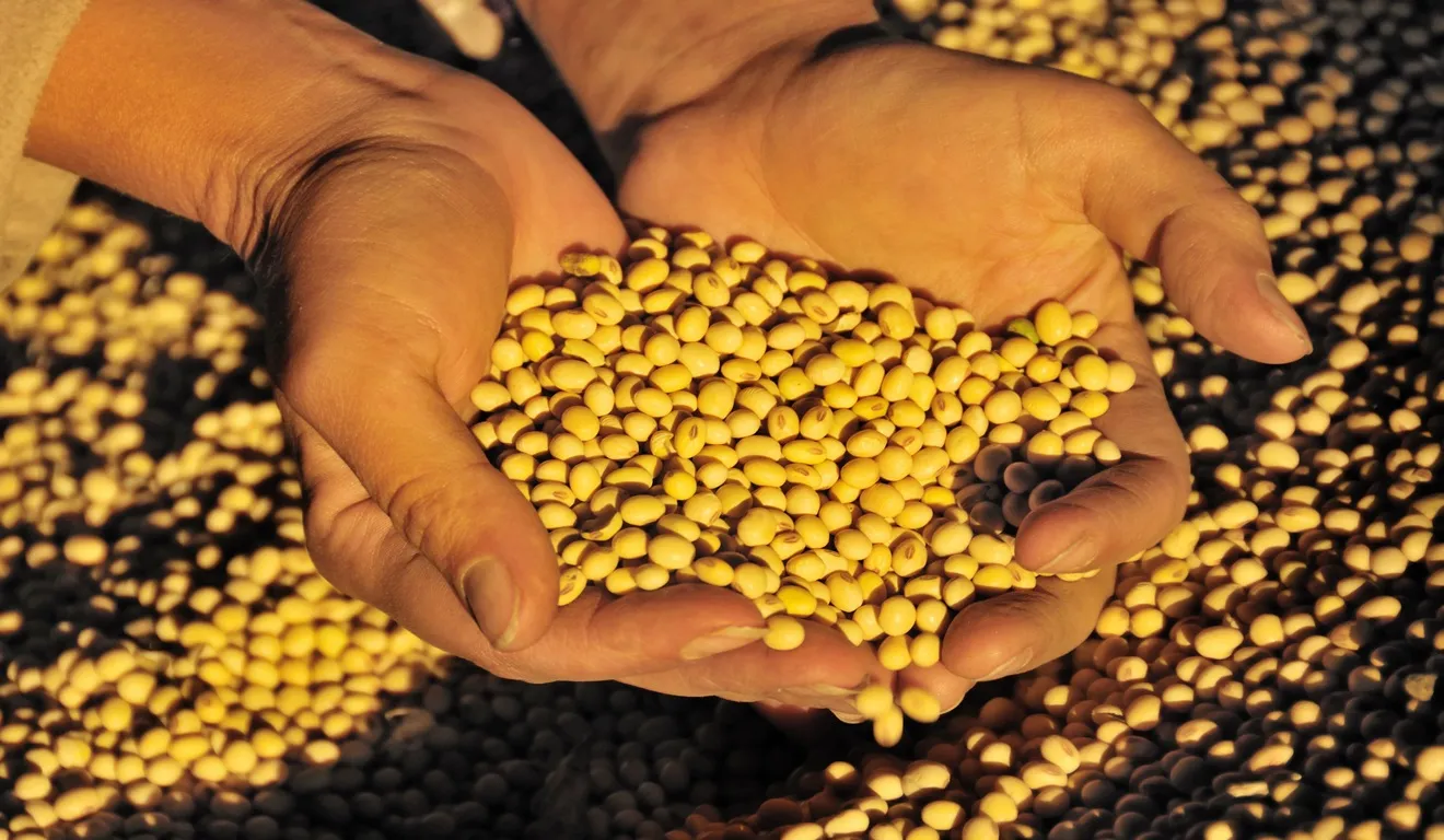 Preço da soja hoje: Confira a tabela completa por estado