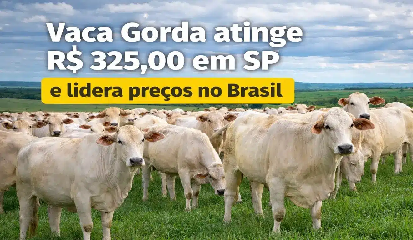 Vaca Gorda atinge R$ 325,00 em SP e lidera preços no Brasil