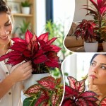 6 plantas com folhas avermelhadas que chamam atenção e valorizam a decoração