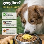 Cachorro pode comer gengibre Evite prejuízos à saúde