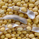 Importações de soja