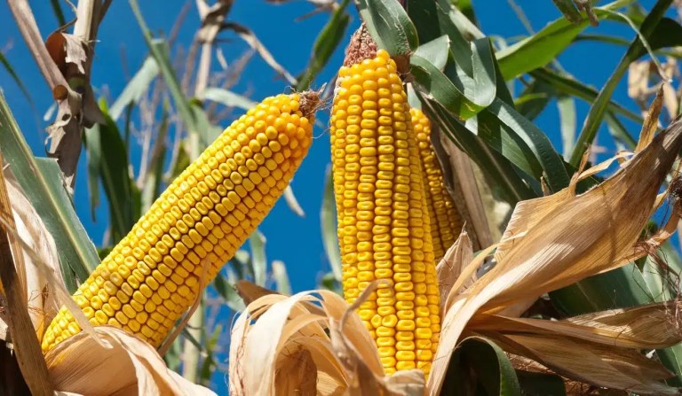 preço do milho