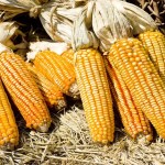 preço do milho