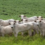 Genômica na Pecuária