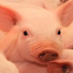 Xenotransplante suíno