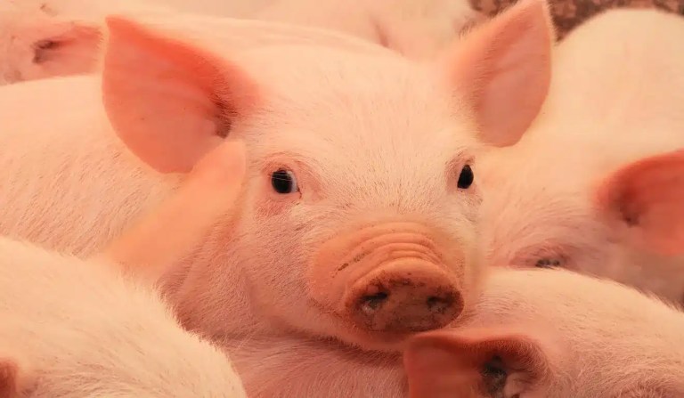 Xenotransplante suíno