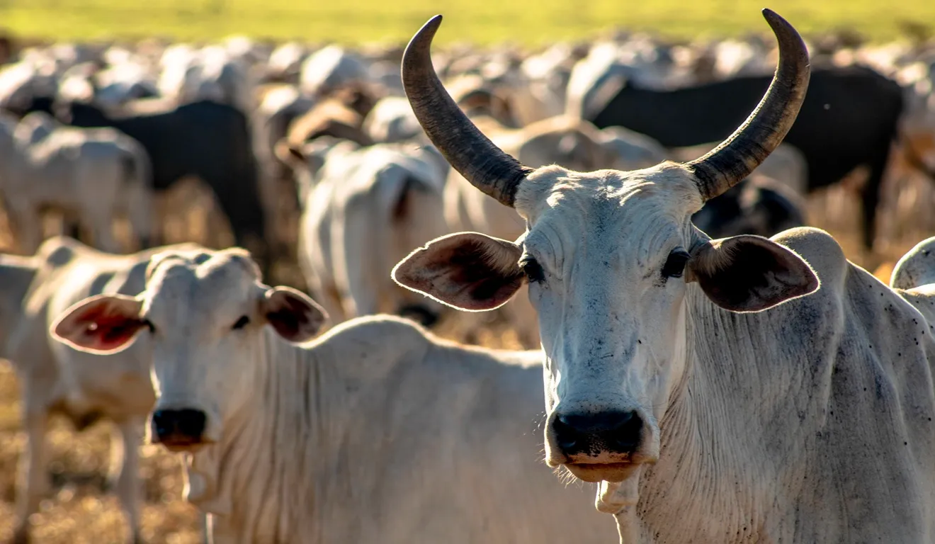Preço da vaca gorda: Queda marca o fechamento da semana