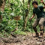 O alerta por trás do vídeo da cobra pronta para o ataque