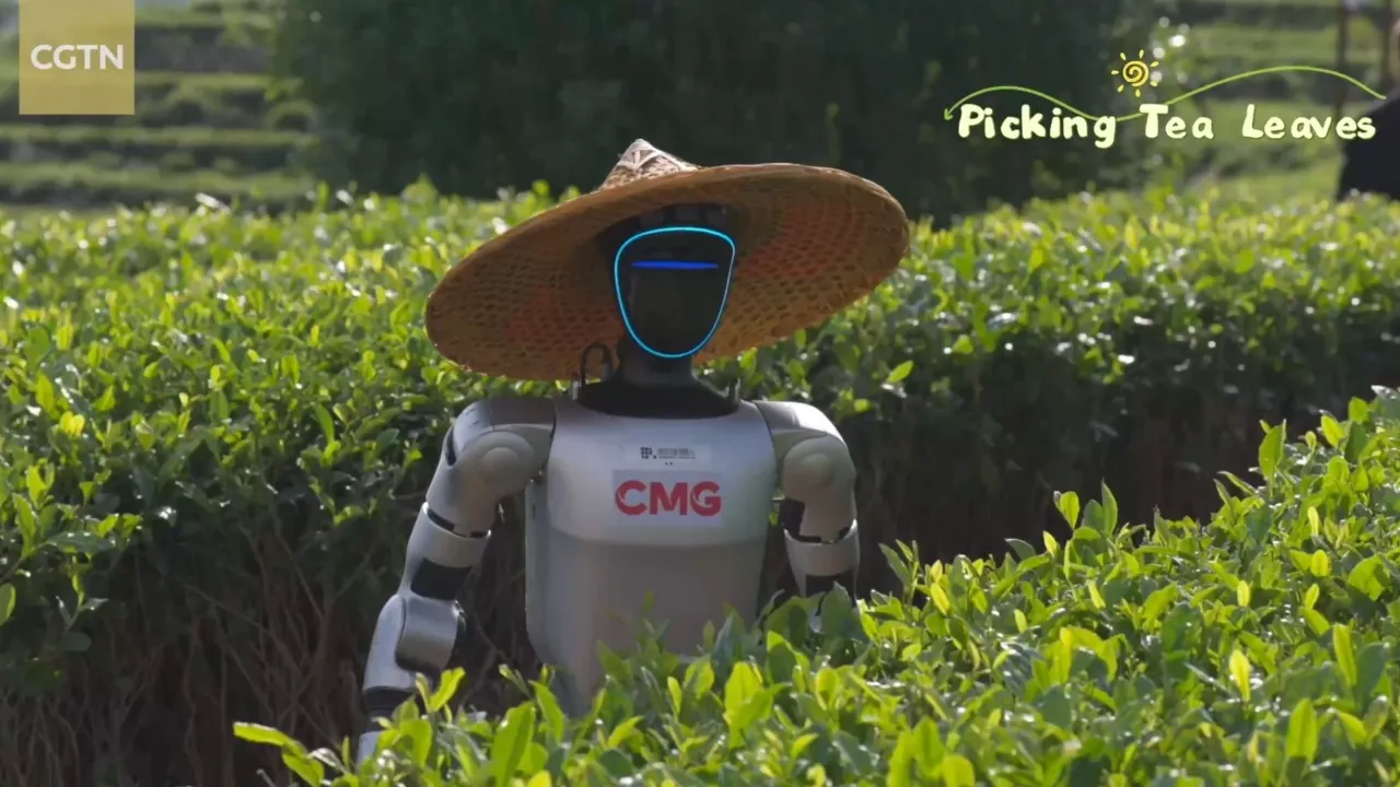 Robôs humanóides começaram a trabalhar em plantações de chá na China e a cena está fazendo muita gente repensar o futuro do trabalho físico