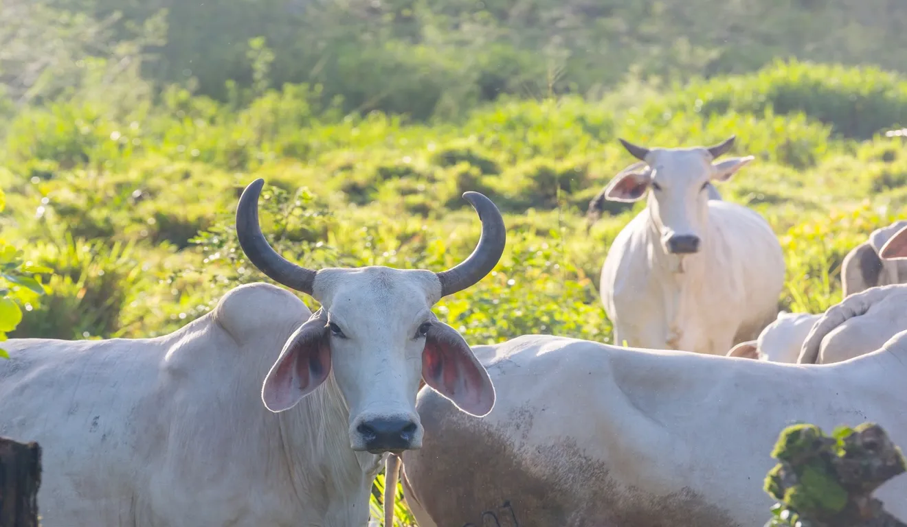 Vaca gorda: Veja os valores da arroba em 30 regiões para esta segunda-feira