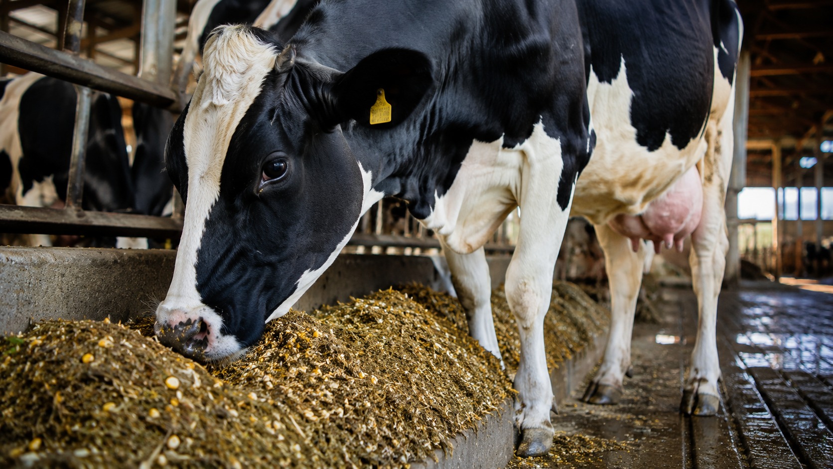 5 curiosidades da vaca leiteira e por que o desempenho desse animal depende de uma combinação delicada entre ambiente, genética, alimentação e manejo