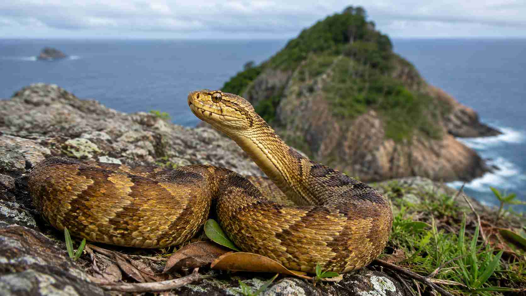 A ilha mortal que é totalmente proibida para humanos e as 3 espécies de cobras venenosas que dominam o território isolado no litoral brasileiro