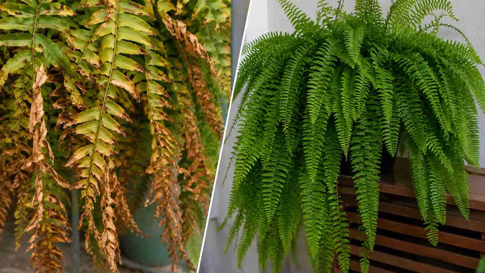 Samambaia: 5 hábitos extremamente comuns que fazem as folhas secarem nas pontas, perderem volume aos poucos e roubam o efeito exuberante que faz a planta parecer gigante