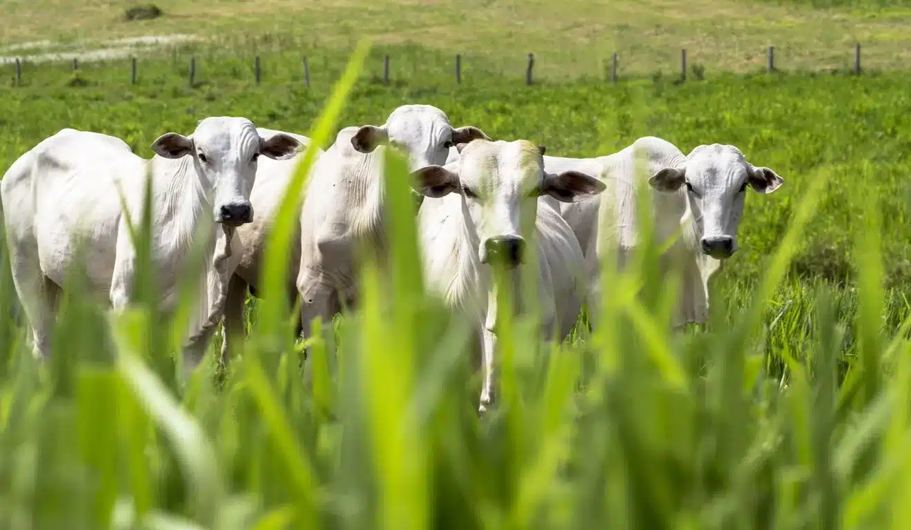 Combater a Macambira: Invasora pode reduzir o pasto em até 60%