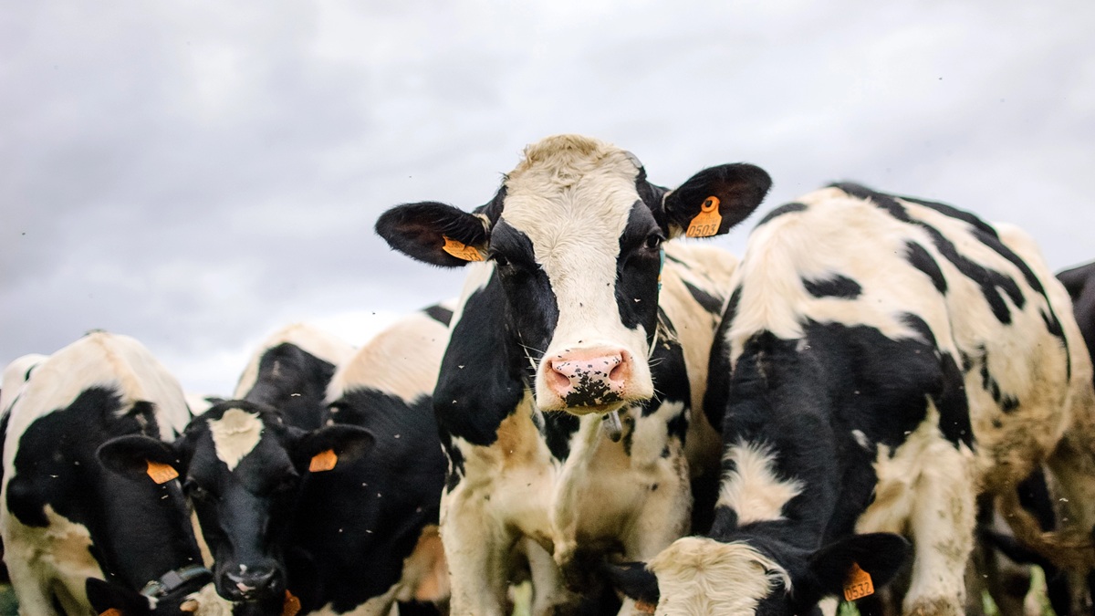 Frio não é o maior desafio das vacas Holandesas no RS