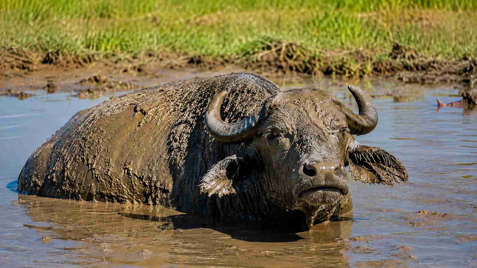 Os búfalos gostam de lama por um motivo que vai além do conforto: esse hábito ajuda a proteger a pele e controlar a temperatura