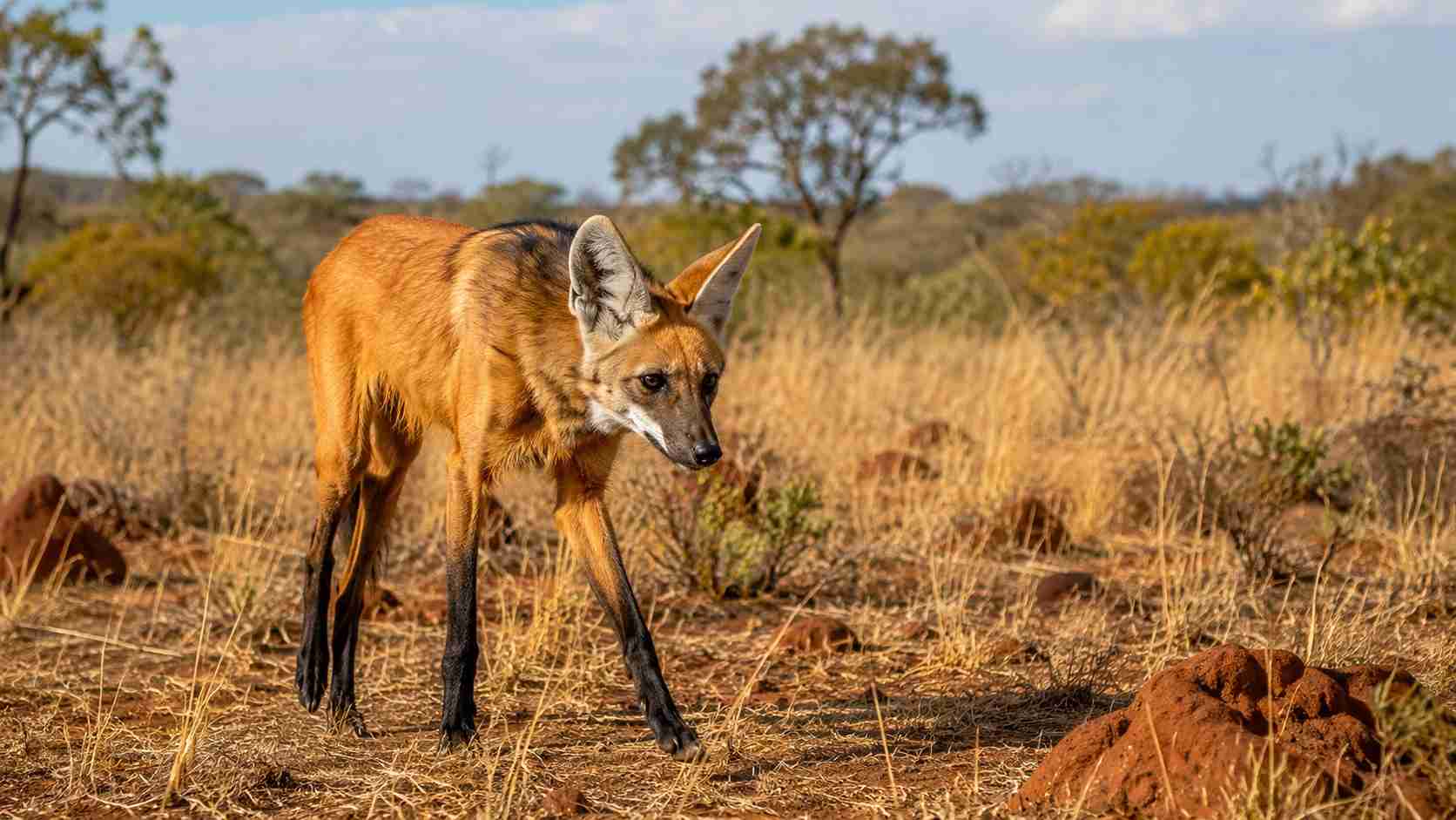 7 animais do Cerrado que desenvolveram adaptações impressionantes para sobreviver às longas temporadas de seca