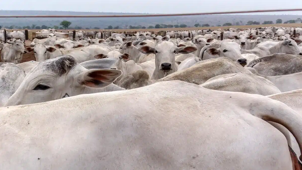 O erro invisível que matou mais de mil bois no cocho