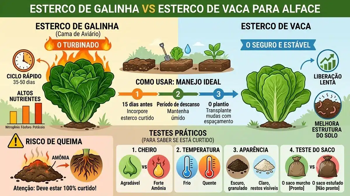 Esterco de Galinha ou de Vaca: Qual o Melhor para o Alface?