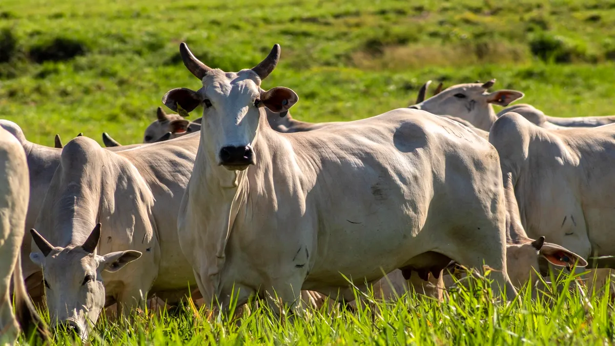 Novilha gorda: Quedas acentuadas pressionam margens