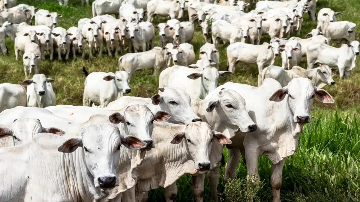 Preço do boi não é o maior risco da pecuária em 2026; saiba qual é