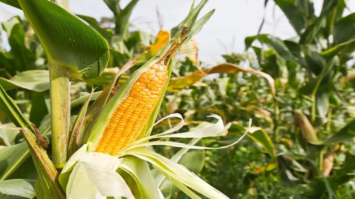 Preço do milho hoje: As cidades mais baratas e caras; Confira