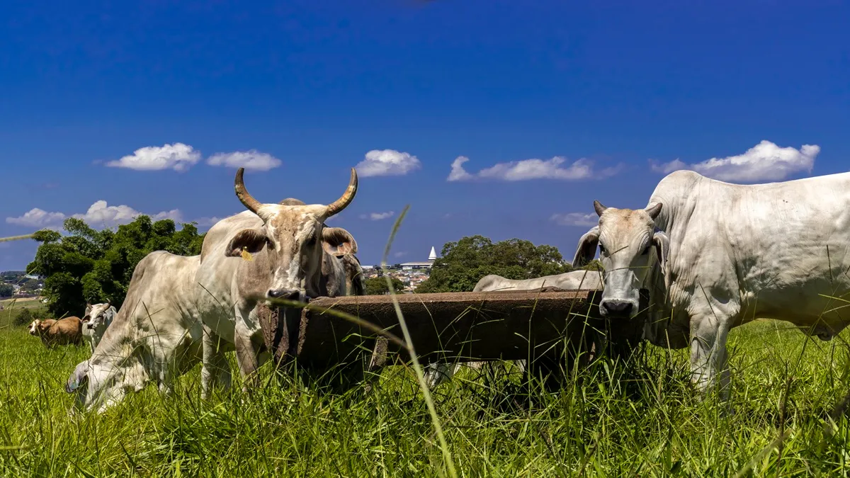 Preço da vaca gorda sobe em SP e MT: Veja onde faturar mais