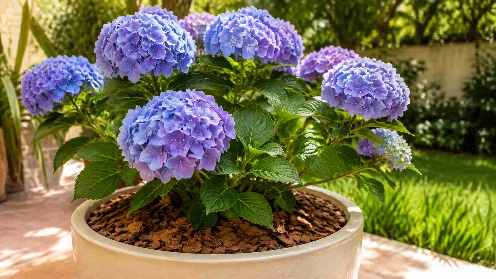 7 formas de manter a hortênsia bonita por mais tempo sem aumentar a frequência das regas, usando um detalhe que quase ninguém considera