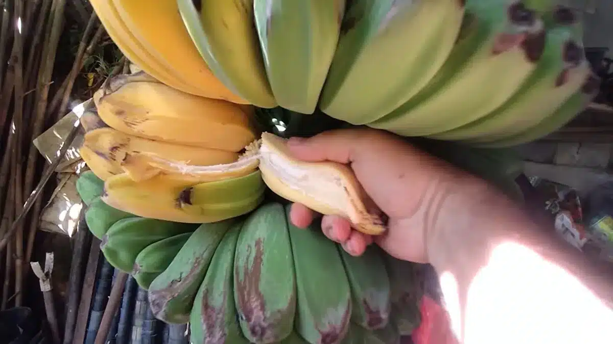 Banana Mãos que Oram: A fruta rara que virou febre e rende lucros