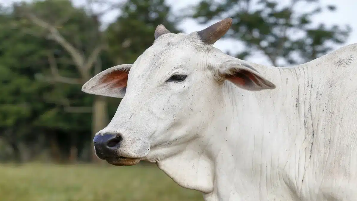 Preço da novilha gorda: Cotações atualizadas por estado