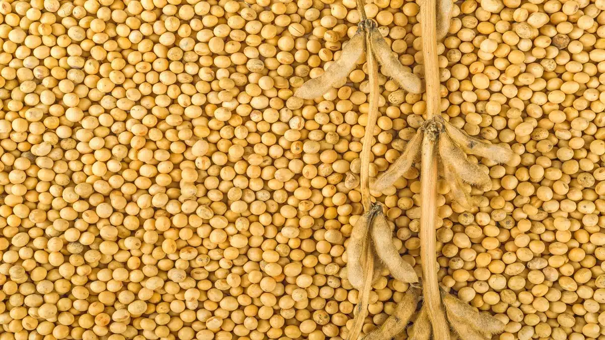 Preço da soja surpreende com forte variação entre estados