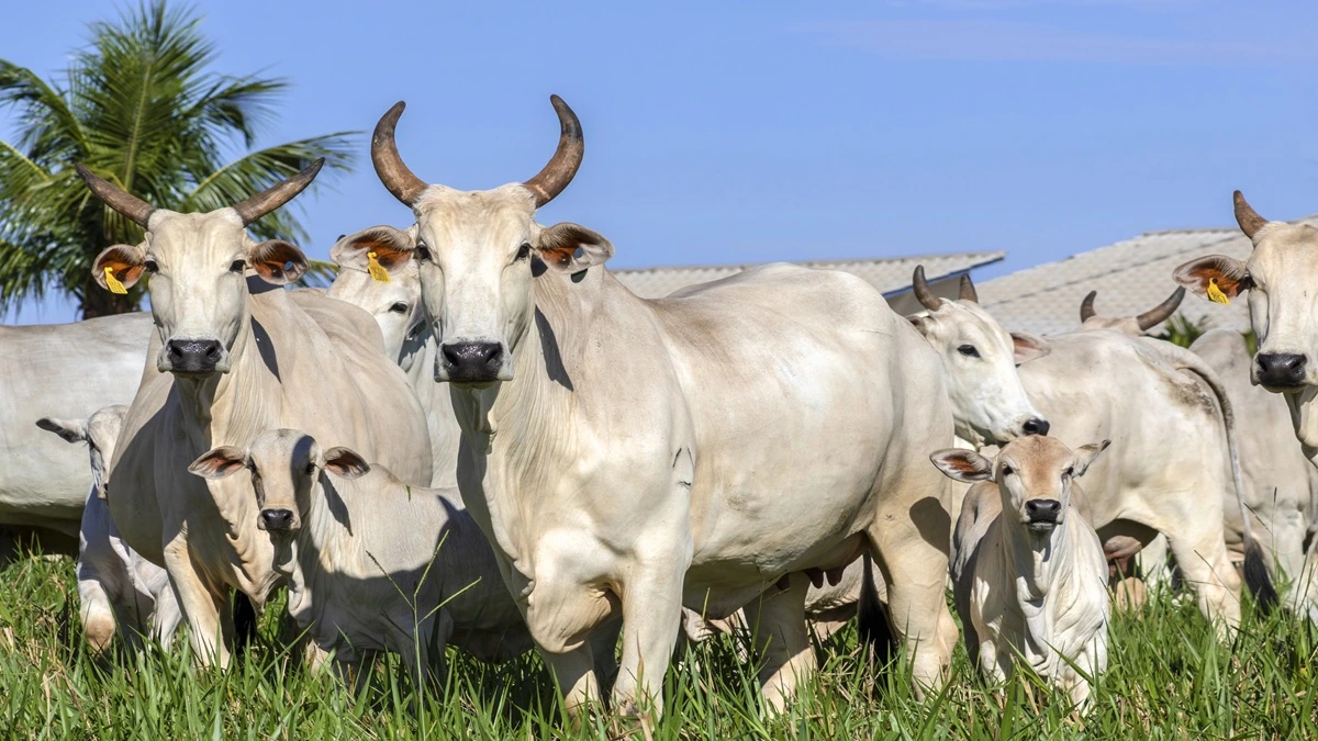 Arroba da vaca gorda: Veja valores nas praças fechando a semana