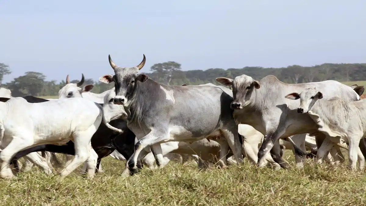 Preço da arroba da vaca gorda sobe em praças chave hoje!
