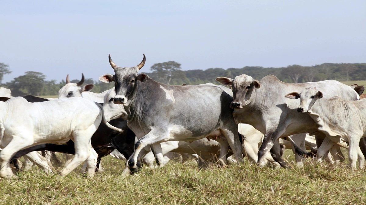 Arroba da vaca gorda: Veja onde cotação subiu nesta sexta