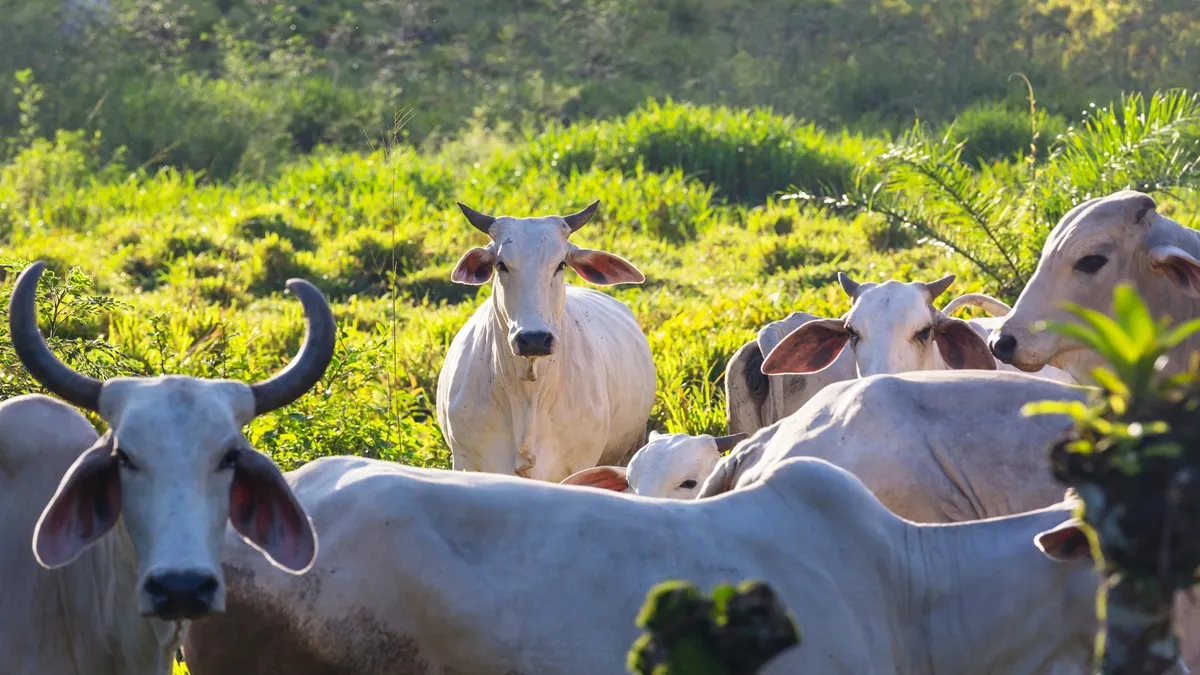 Arroba da vaca gorda: Cotações sobem neste fim de semana