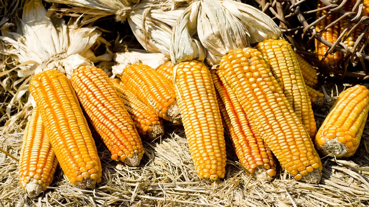 Mercado do milho: Saca varia de R$ 54 a R$ 57 no MS