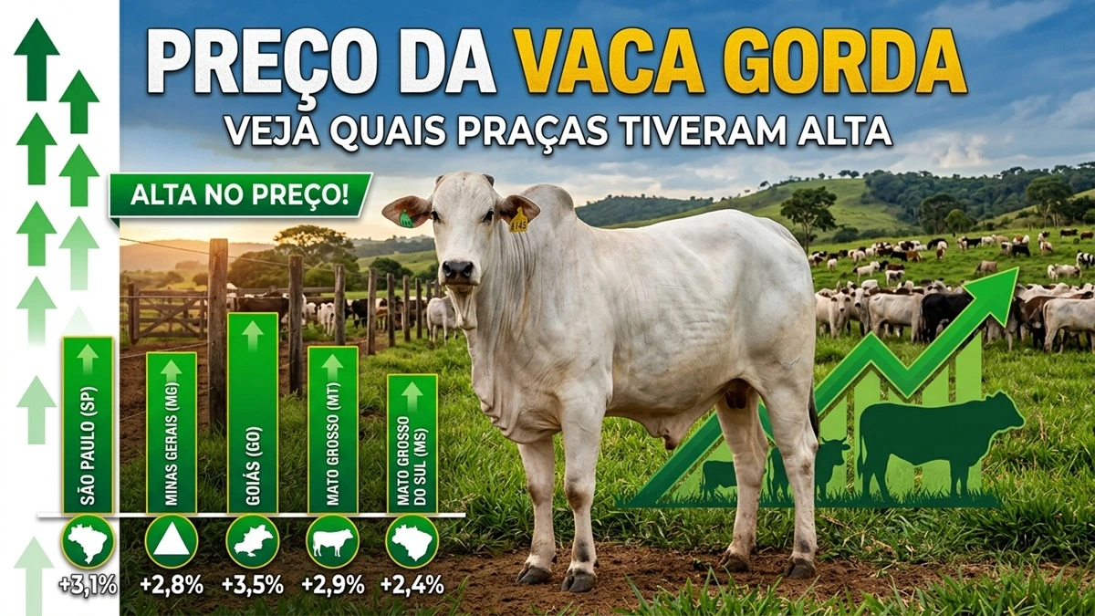 Preço da Vaca Gorda: Veja Quais Praças Tiveram Alta