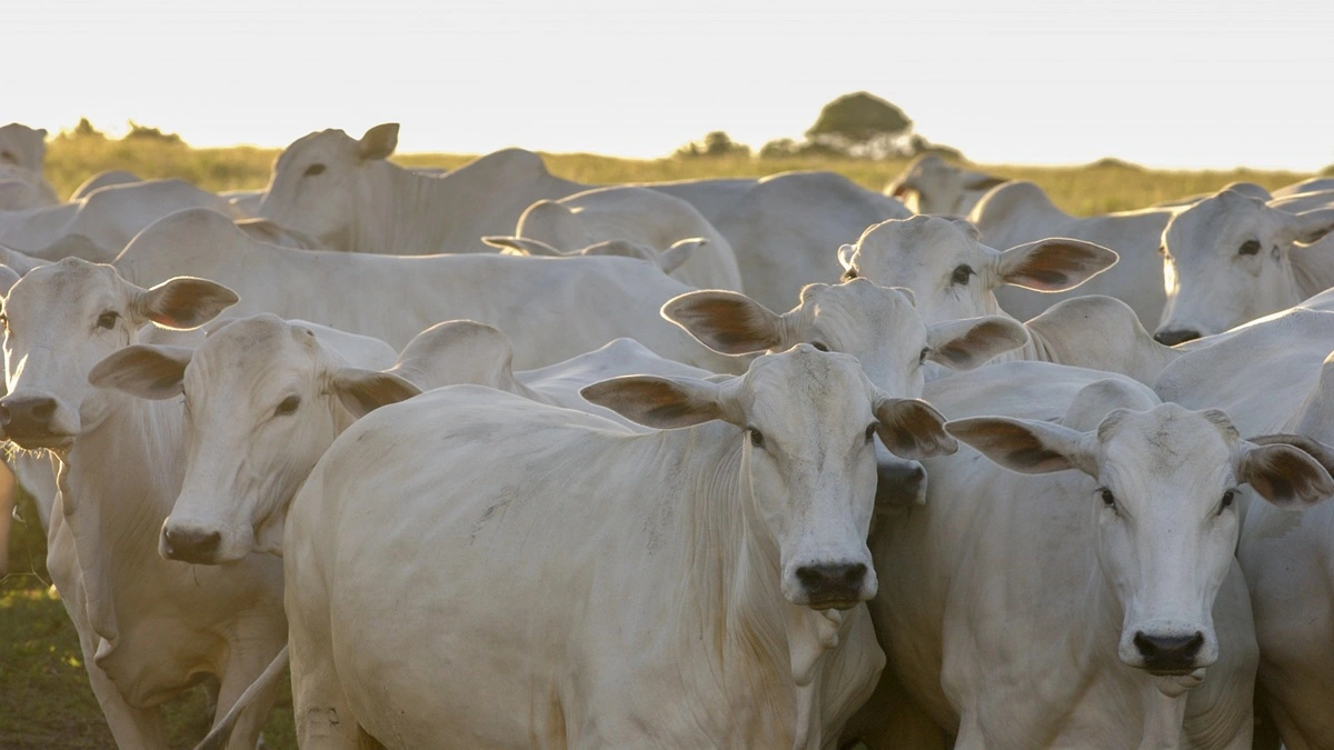 Brucelose bovina: Obrigatoriedade, exames e eliminação de animais reagentes